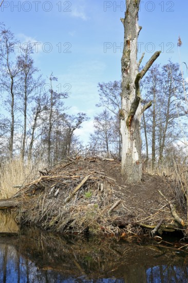 Beaver (Castor fibre), castle of a beaver on the banks of the Peene, dwelling of a beaver, Peene