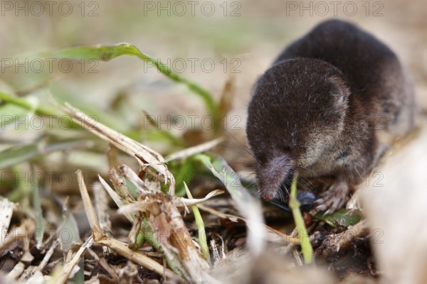 Wood shrew (Sorex araneus), foraging, Peene Valley nature park Park, Mecklenburg-Western Pomerania,