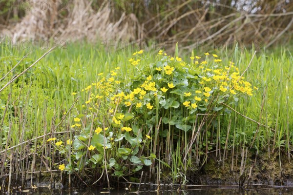 Marsh marigold (Caltha palustris), flowers in a wetland habitat, Peene Valley nature park Park,