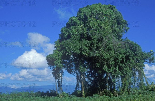 Mango tree, Kande, Malawi, Africa, July 2000, vintage, retro, old, historic