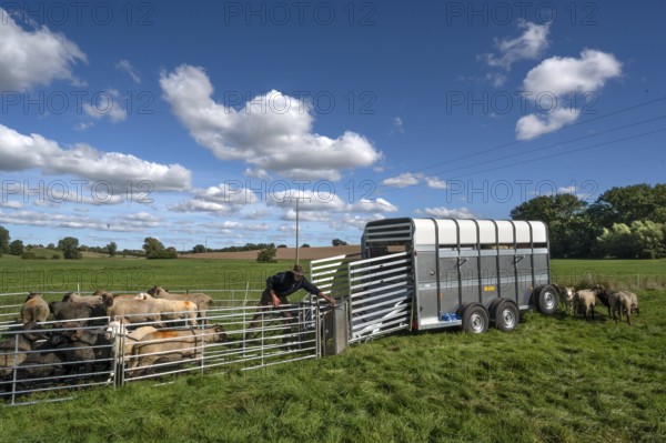 Shepherd prepares to load sheep standing in the Ferch into the animal transporter, Rehna,