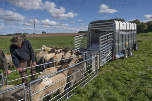 Young shepherd prepares to load sheep standing in the Ferch into the animal transporter, Rehna,