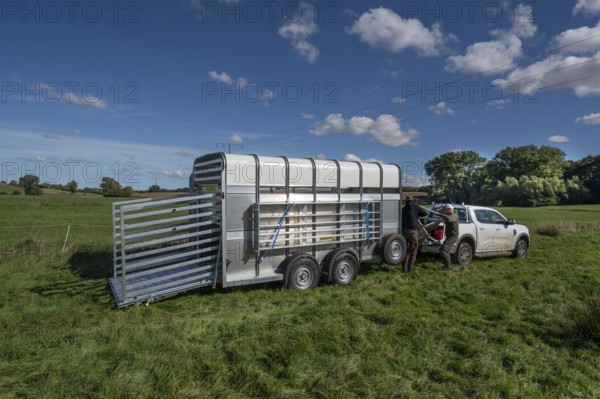 Shepherds prepare sheep loading on pasture with a double-decker animal transporter, Rehna,
