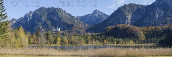 Panorama of the autumn reed bank on Schwansee, behind Neuschwanstein Castle near Hohenschwanga and