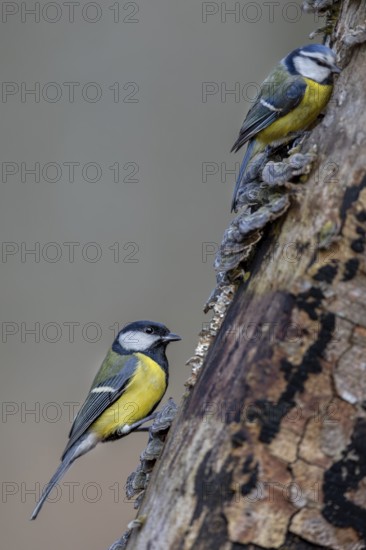 Slowly and respectfully, the much larger great tit (Parus major) approaches the smaller blue tit