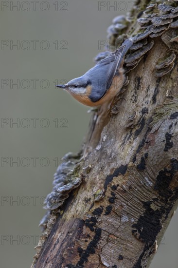 The nuthatch (Sitta europaea) searches upside down for food among tree fungi, tree fungi,