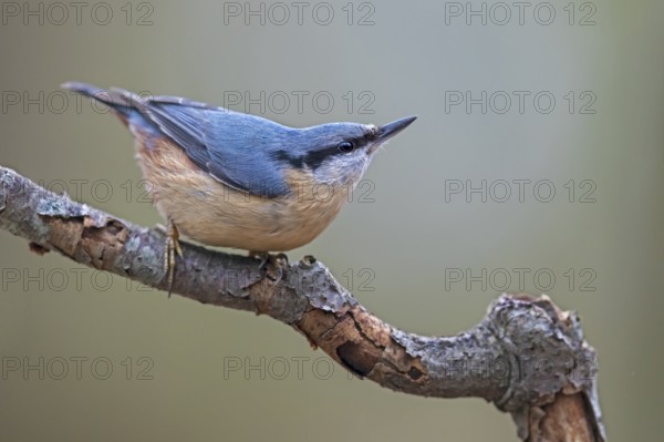 The typical posture of the nuthatch (Sitta europaea) when danger threatens, raising its head
