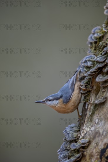 The nuthatch (Sitta europaea) searches upside down for food between butterfly stalks, tree fungi,
