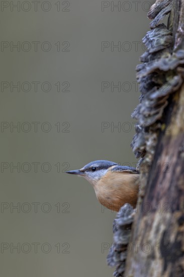 Cautious nuthatch (Sitta europaea) looks out from behind a tree, Tree fungi, attentive, Germany,