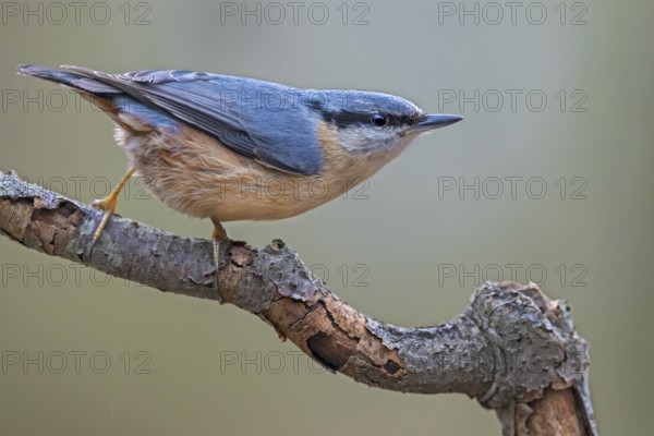 If something attracts the attention of the nuthatch (Sitta europaea), it remains motionless and