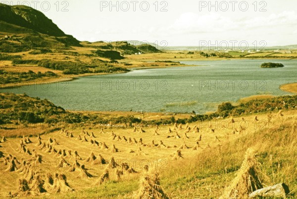 Traditional faming landscape with stooks haystacks, Lough Sessiagh Lake, near Portnablagh, County