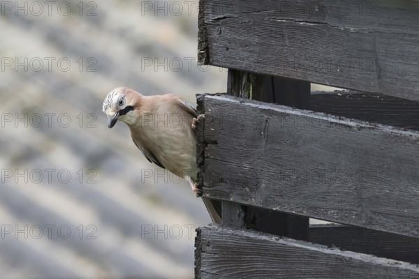 A jay (Garrulus glandarius) peers curiously from behind a wooden stick and observes the