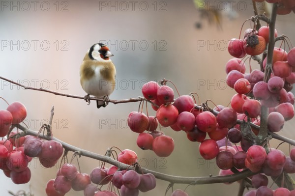 A goldfinch (Carduelis carduelis) sitting on a branch next to densely grown red berries against a