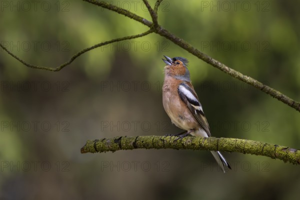 The raised head feathers signal maximum excitement in the male chaffinch (Fringilla coelebs),