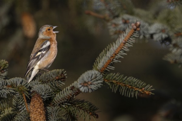 As early as March, the male chaffinch (Fringilla coelebs) occupies its territory and performs its