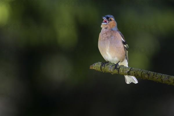 From mid-June, the singing activity of male chaffinches (Fringilla coelebs) decreases noticeably,