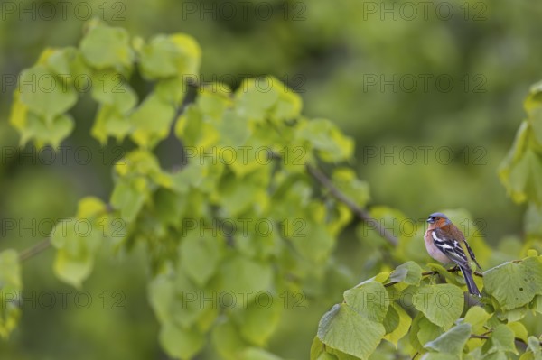 The fresh, bright green of the lime tree leaves forms a beautiful contrast to the plumage of the