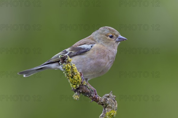 A male chaffinch (Fringilla coelebs) that hatched a few weeks ago, its plumage slowly colouring