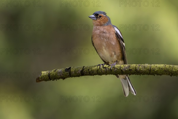 This male chaffinch (Fringilla coelebs) has already lost some head feathers in a territorial fight,
