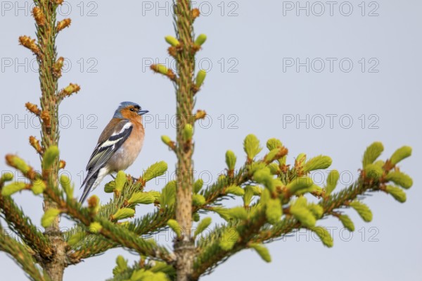 Chaffinch (Fringilla coelebs) Male sitting in the crown of a spruce, breeding plumage, territory,