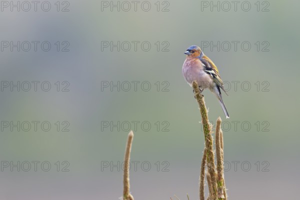 Chaffinch (Fringilla coelebs) male resting on his singing perch, breeding plumage, territory,