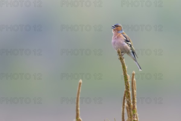 Chaffinch (Fringilla coelebs) male in breeding plumage on a singing platform, breeding plumage,