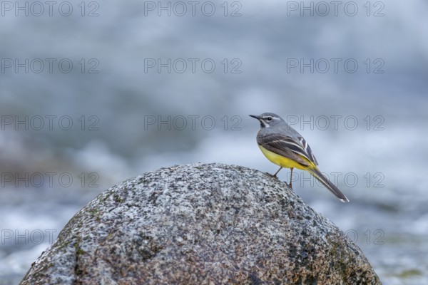 Grey wagtail (Motacilla cinerea) Male at the river Bela in the High Tatras, mountain river, white