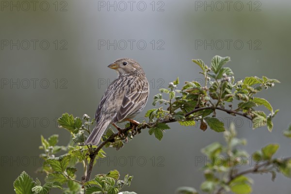 In the meantime, grey buntings (Emberiza calandra) can be regularly observed in the north of