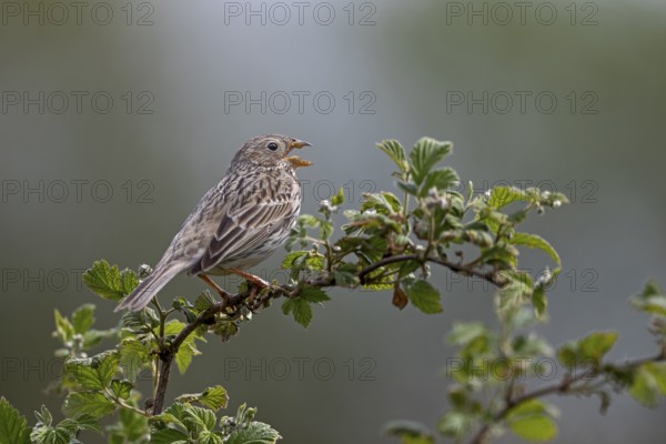 Corn bunting (Emberiza calandra) male on a singing platform, perch, breeding area, territory,