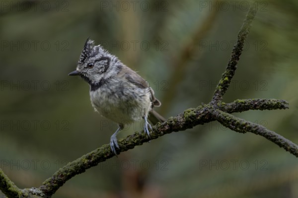 A fledged crested tit (Lophophanes cristatus) foraging in the branches of a pine tree, young bird,