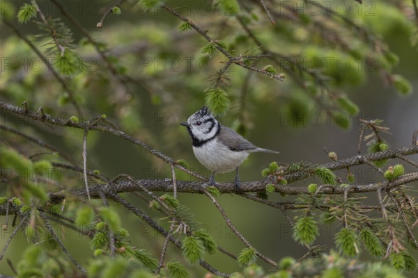 The crested tit (Lophophanes scalloped ribbonfish) forages for food in the branches of a spruce