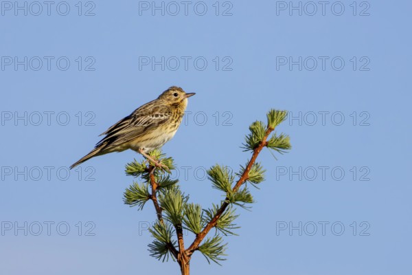 A tree pipit (Anthus trivialis) sits in the morning light on its singing platform, territory,