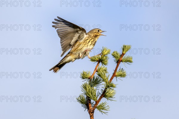 Male tree pipits (Anthus trivialis) perform a distinctive courtship flight, taking off from a tree,