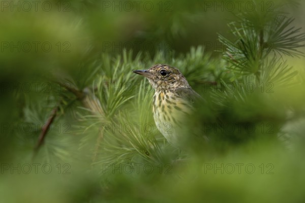 A young tree pipit (Anthus trivialis), fledged a few days ago, sits well hidden between the