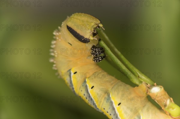 Caterpillar of the death's-head hawkmoth (Acherontia atropos) in the L4 stage feeding on a privet