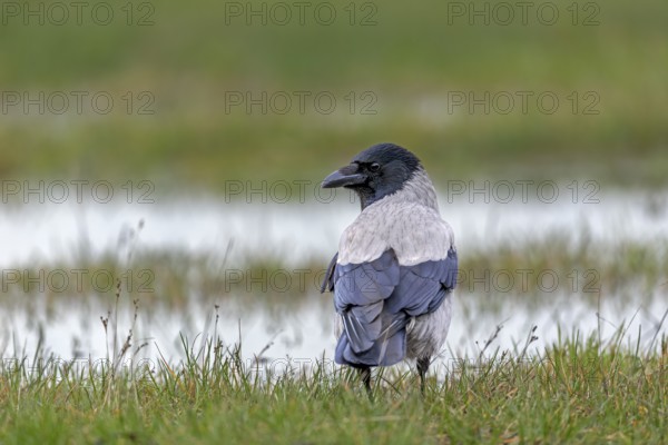 Hooded crows (Corvus cornix) are very shy and difficult to photograph, in areas heavily frequented