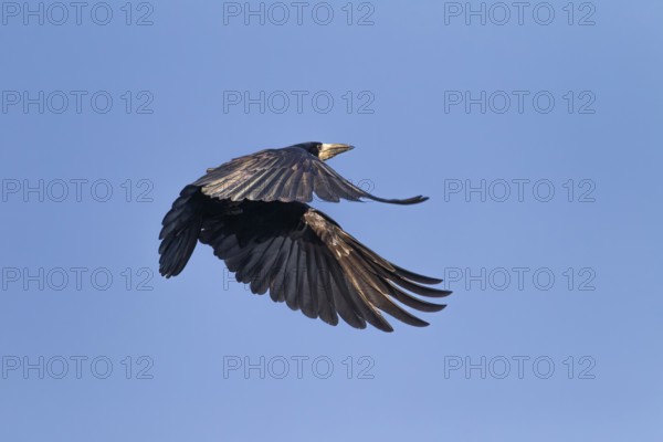 Rooks (Corvus frugilegus) also bring nest material to the nest during breeding, breeding colony,
