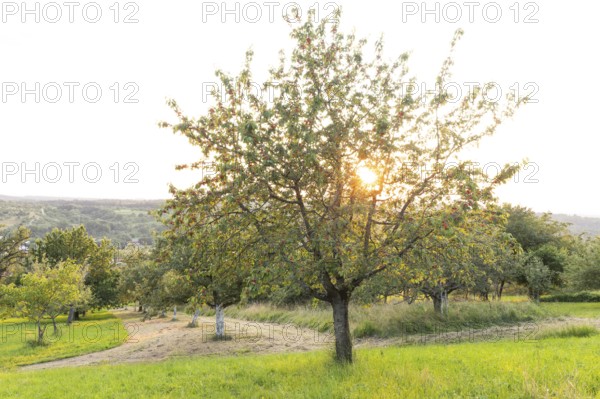 Cherry tree at sunset on the orchard near Owen, Swabian Jura, Germany