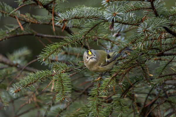 The goldcrest (Regulus regulus) is difficult to spot among the dense branches of the conifers,