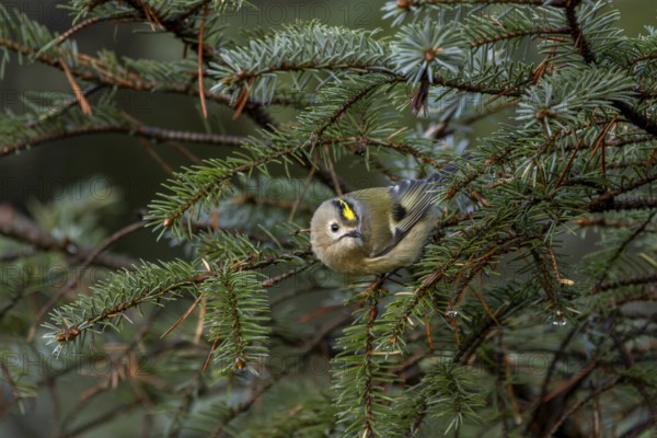 The goldcrest (Regulus regulus) forages among the dense branches of spruce and other conifers,