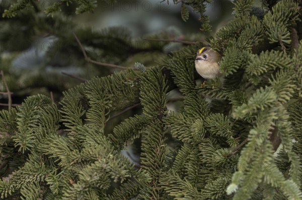 Typical for goldcrests (Regulus regulus) are the light yellow, or light orange feet, thoughtful,