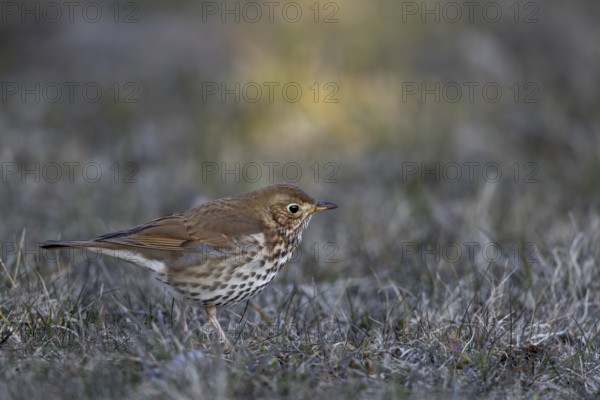The song thrush (Turdus philomelos) shows the typical slightly tilted head posture while foraging