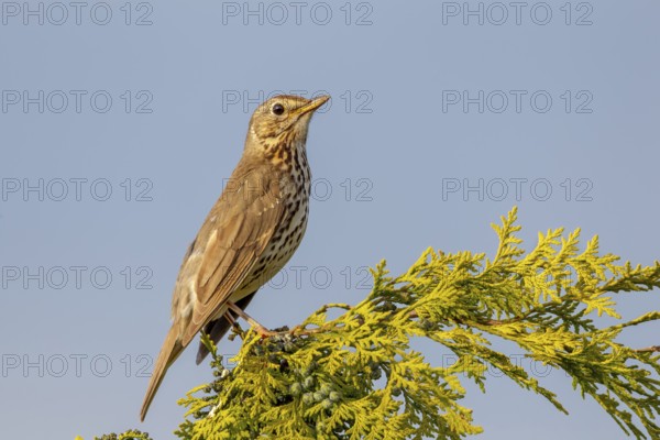 Song thrush (Turdus philomelos) Males use exposed places such as tree tops as singing perches,