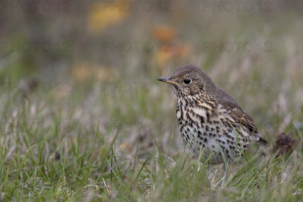 Song thrush (Turdus philomelos) on the offshore island of Heligoland, foraging, Germany