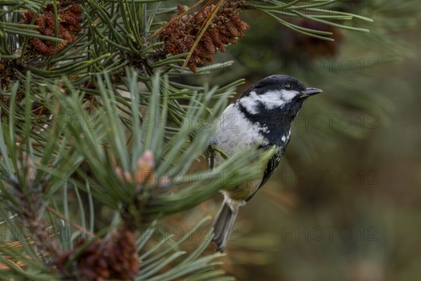 A pine tit (Periparus ater) is foraging with several other songbird species in a pine forest,