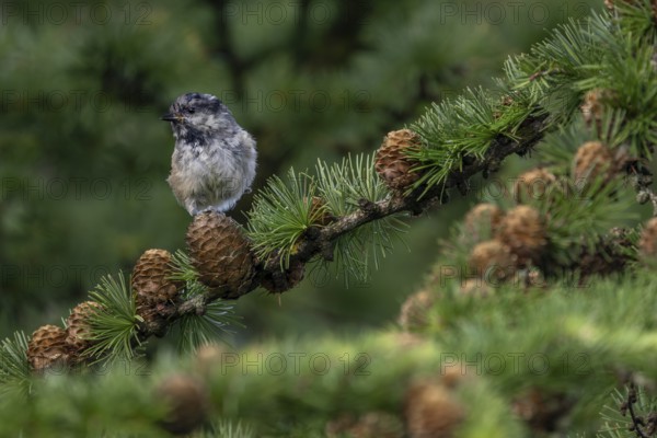 The pine tit (Periparus ater), which fledged a few days ago, must be vigilant, as young birds are