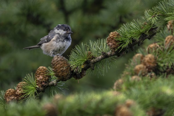 In a few weeks' time, the juvenile pine tit (Periparus ater) will be indistinguishable from the