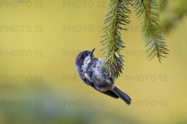A fledged juvenile of the European Long-tailed Tit (Periparus ater) with a colour anomaly on the