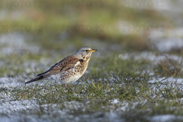 The juniper thrush (Turdus pilaris) likes to search for food on the ground, winter, snow, foraging,