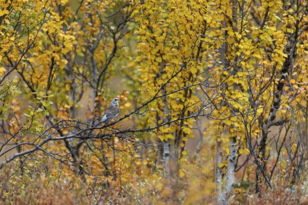 Fieldfare (Turdus pilaris) in autumn in Norway, autumn colours, landscape, Norway